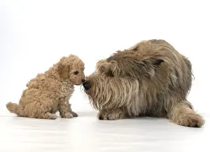 Cavapoos Prints: 13131184