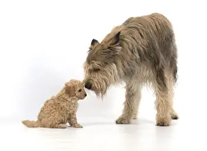Cavapoos Prints: 13131185