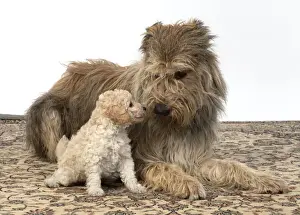 Cavapoos Prints: 13131190