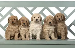 Cavapoos Prints: 13131192