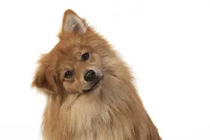 Pomeranians Prints: 13131233