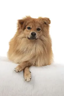Pomeranians Prints: 13131236