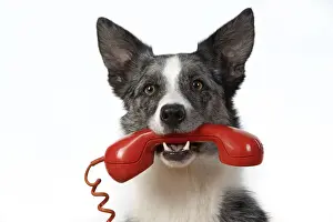Telephone Prints: 13131414