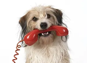 Telephone Prints: 13131432