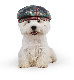 Westies Prints: 13131463