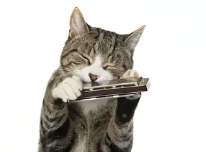 Tabbies Prints: 13131516