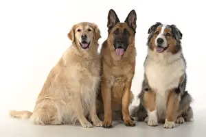 Shepherds Prints: 13131576