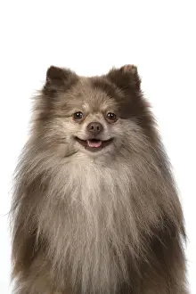 Spitz Prints: 13131598