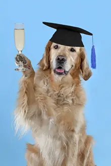 Mortarboard Prints: 13131646