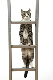 Ladders Prints: 13131677