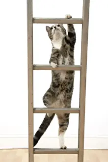 Ladders Prints: 13131678