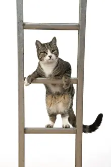 Ladders Prints: 13131679