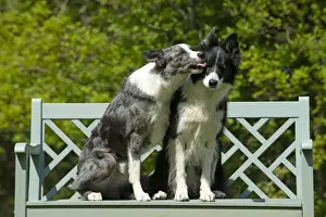 Licking Prints: 13131693