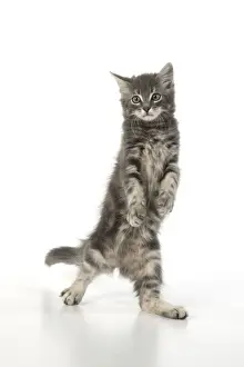 Dancing Prints: 13131698