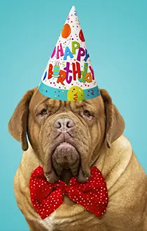 Celebrations Prints: 13131733