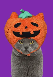 Pumpkin Prints: 13131735