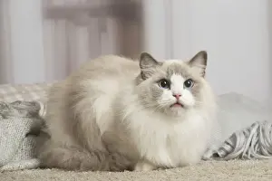 Ragdoll Prints: 13131949