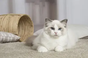 Ragdoll Prints: 13131951