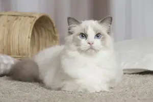 Ragdoll Prints: 13131952