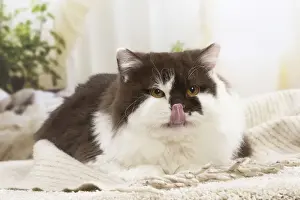 Licking Prints: 13132055