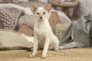 Siamese Prints: 13132059