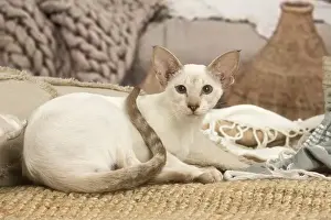 Siamese Prints: 13132060