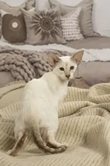 Siamese Prints: 13132061