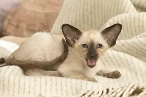 Siamese Prints: 13132062