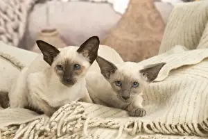 Siamese Prints: 13132065