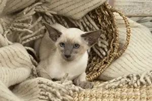 Siamese Prints: 13132066