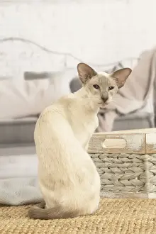 Siamese Prints: 13132068