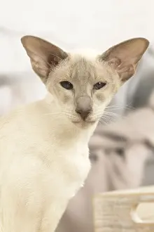 Siamese Prints: 13132069