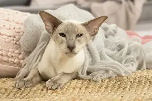 Siamese Prints: 13132072