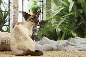 Siamese Prints: 13132077