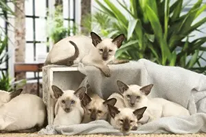 Siamese Prints: 13132079