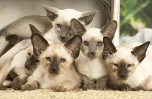 Siamese Prints: 13132080
