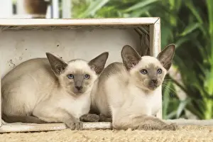 Siamese Prints: 13132082