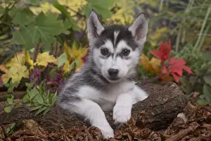 Husky Prints: 13132089