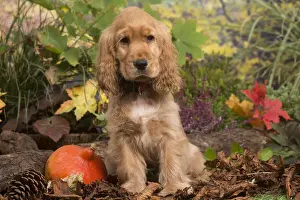 Cocker Prints: 13132104