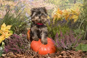 Pumpkin Prints: 13132135