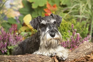 Schnauzers Collection: 13132213