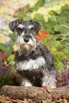 Schnauzers Collection: 13132214