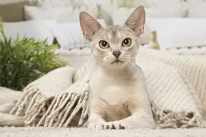 Abyssinians Prints: 13132324