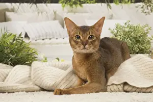 Abyssinians Prints: 13132327