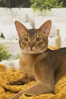 Abyssinian Prints: 13132332