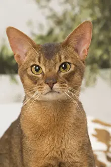 Abyssinian Prints: 13132333