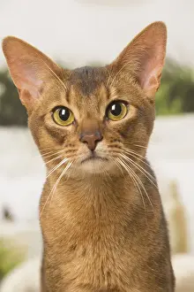 Abyssinian Prints: 13132334