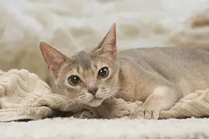 Abyssinian Prints: 13132339