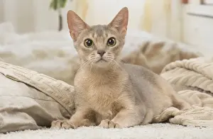 Abyssinian Prints: 13132341