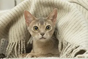 Abyssinian Prints: 13132342